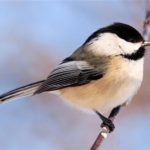 chickadee