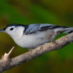 nuthatch