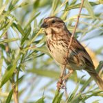 sparrow